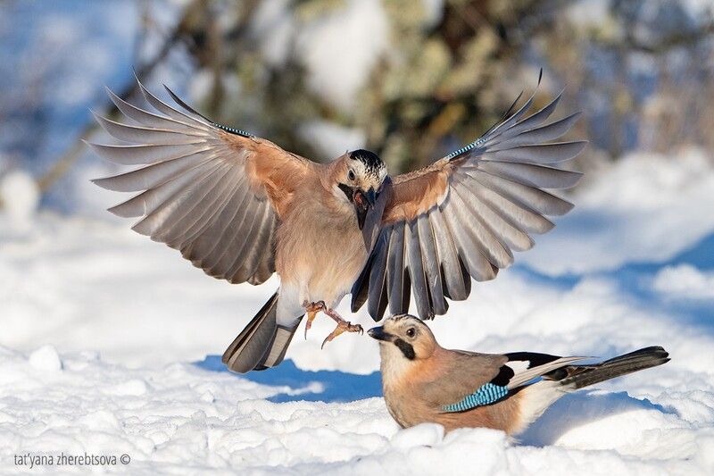 Сойки в ассортиментеphoto preview