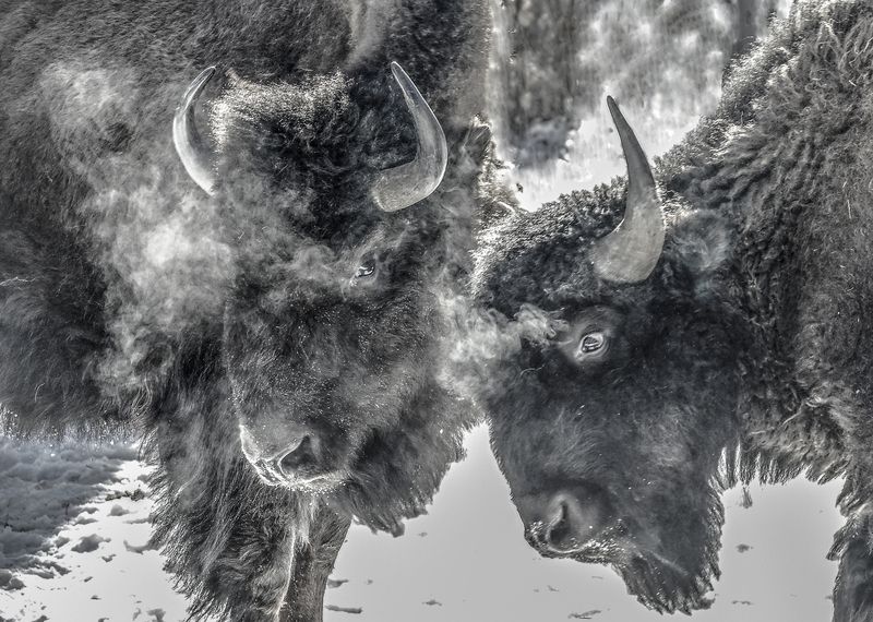 Лесные бизоныphoto preview
