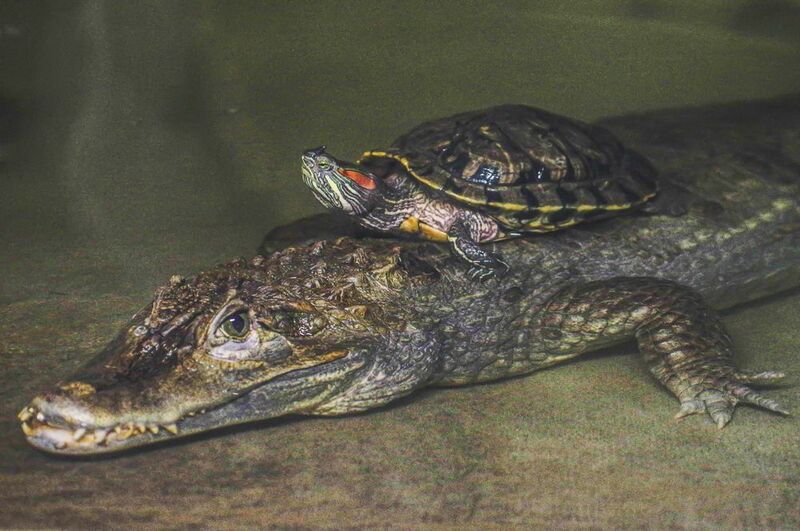 Крокодил и черепахаphoto preview