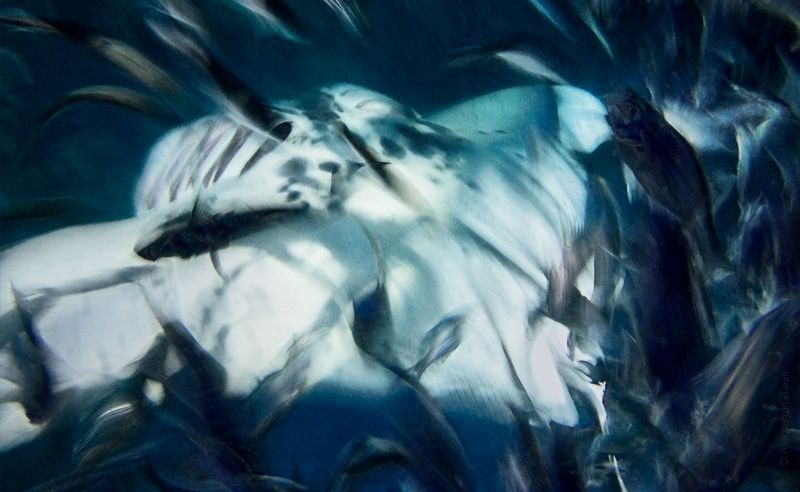 Танец Дьяволаphoto preview