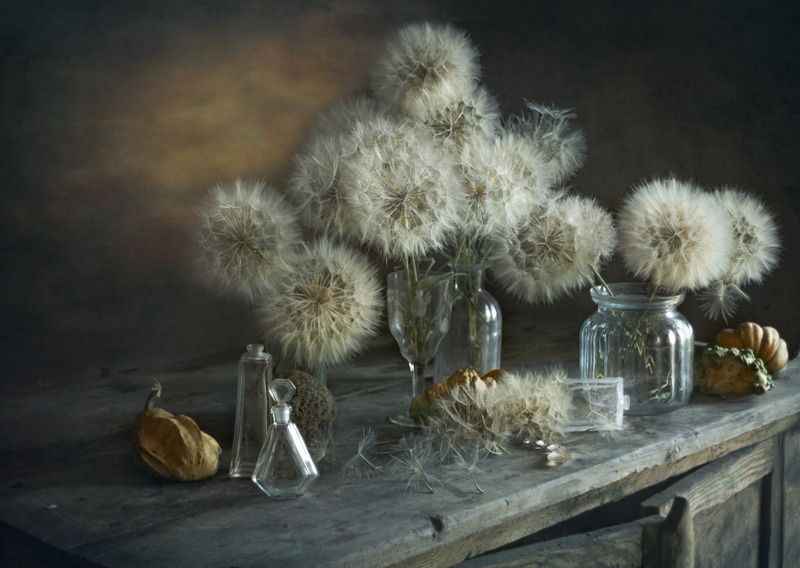 одуванчики Пушистые и воздушныеphoto preview