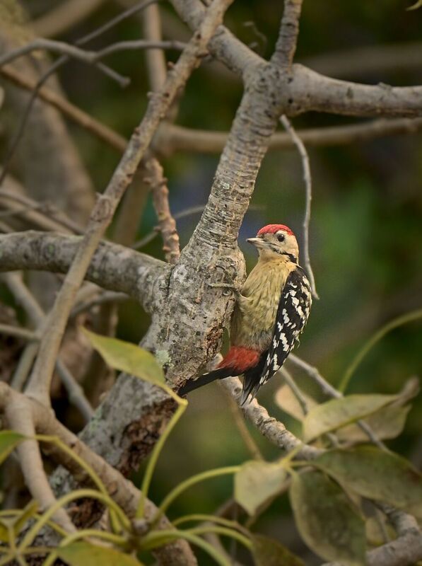 Nature\\\'s beautyphoto preview