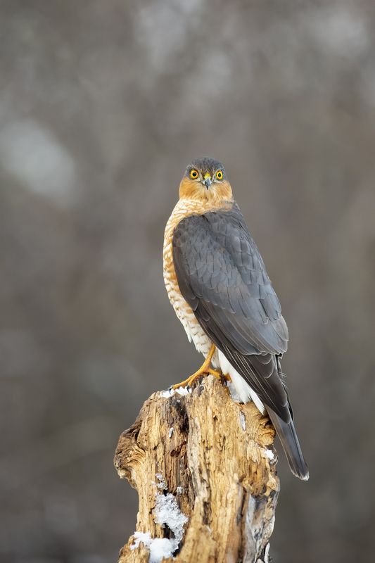 природа Ястреб перепелятникphoto preview