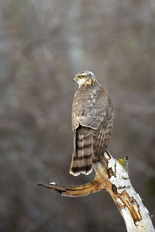 природа Ястреб перепелятникphoto preview