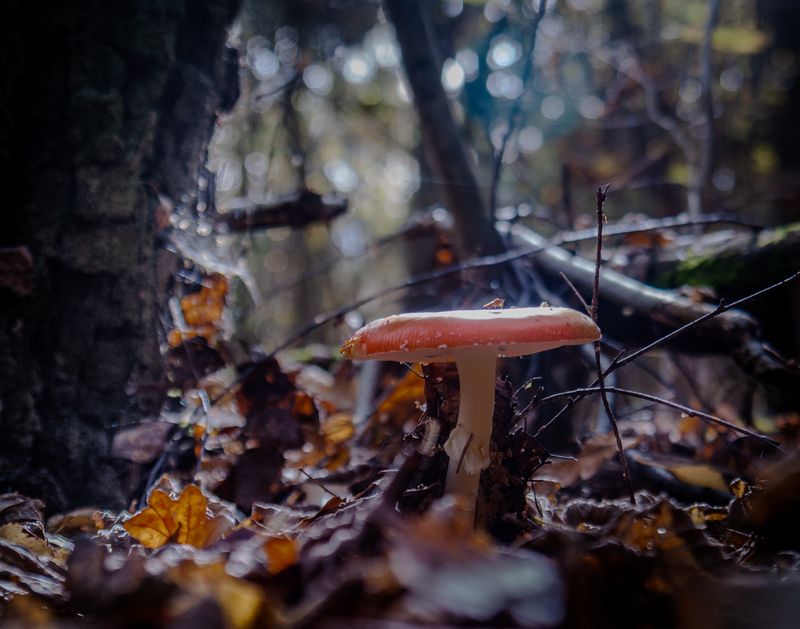 природа,грибы Зарисовка в лесуphoto preview