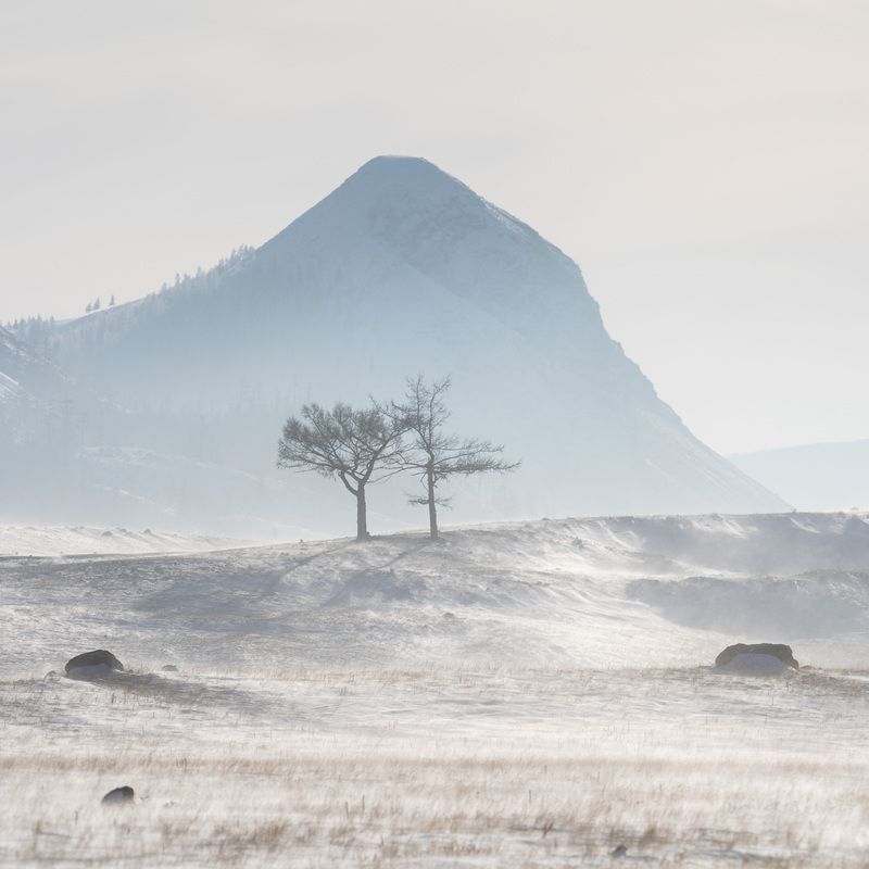 Поземок …  Blizzard ...photo preview