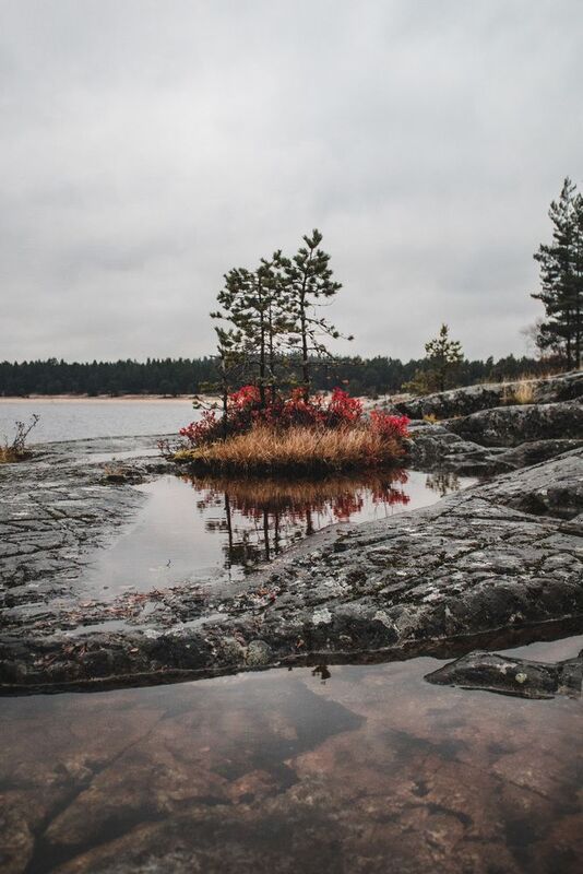 Карелия, республика Карелия, природа Карелии, Лахденпохья, Сортавала, туман, Ладога, Ладожское озеро, Ладожские шхеры Яркий островокphoto preview