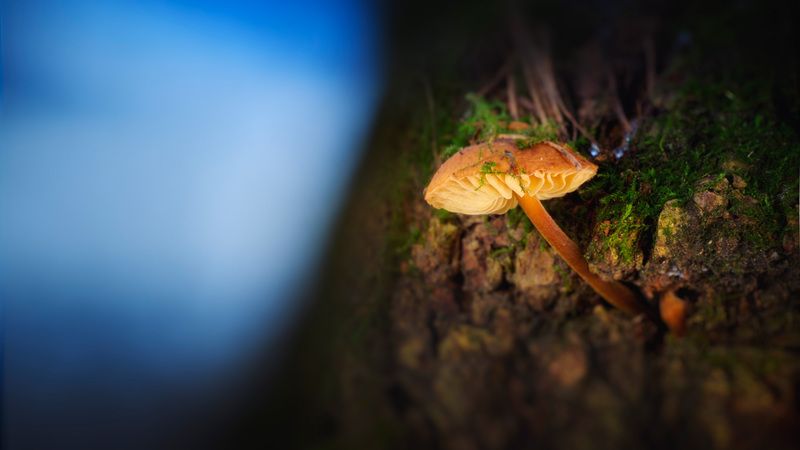 гриб Грибокphoto preview