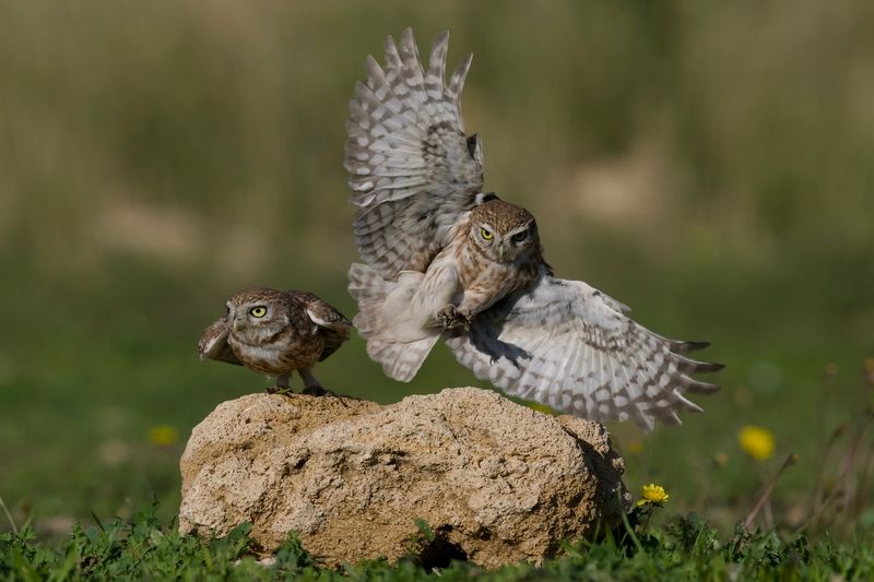 Little owls photo preview