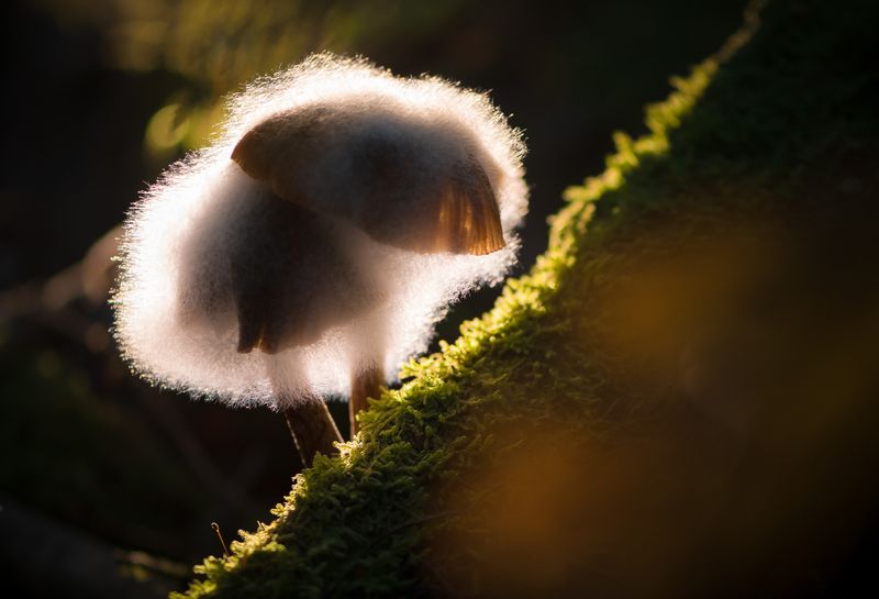 опята, опёнок зимний Двое на закатеphoto preview