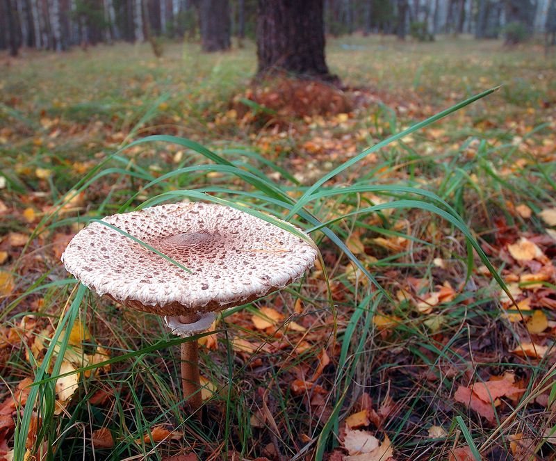 Зонтикphoto preview