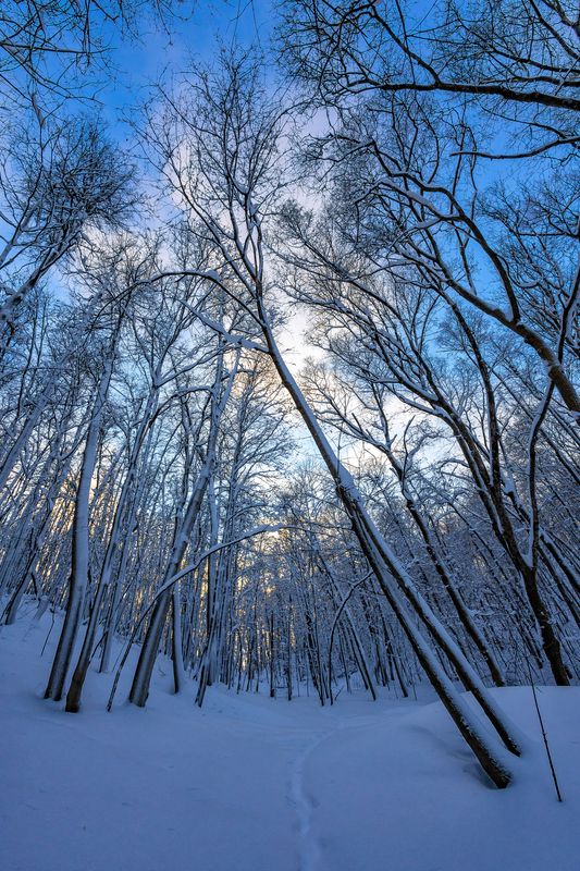 зима, лес, закат Зимней тропой..photo preview