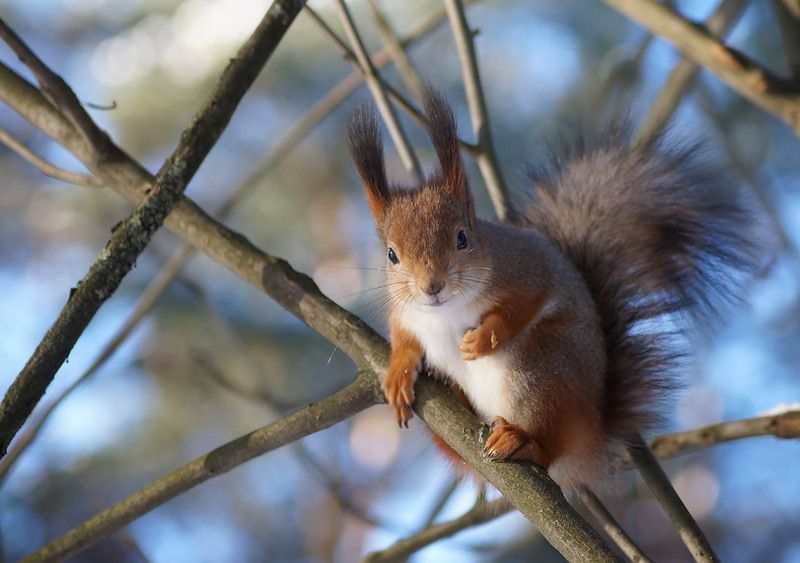 Белка Белкаphoto preview