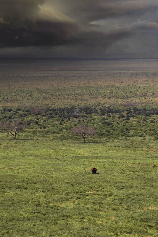 Kenya Little Giantphoto preview