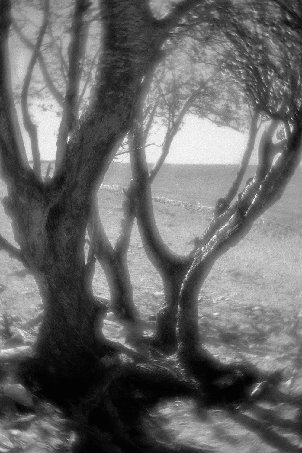 , Андрей Петросян