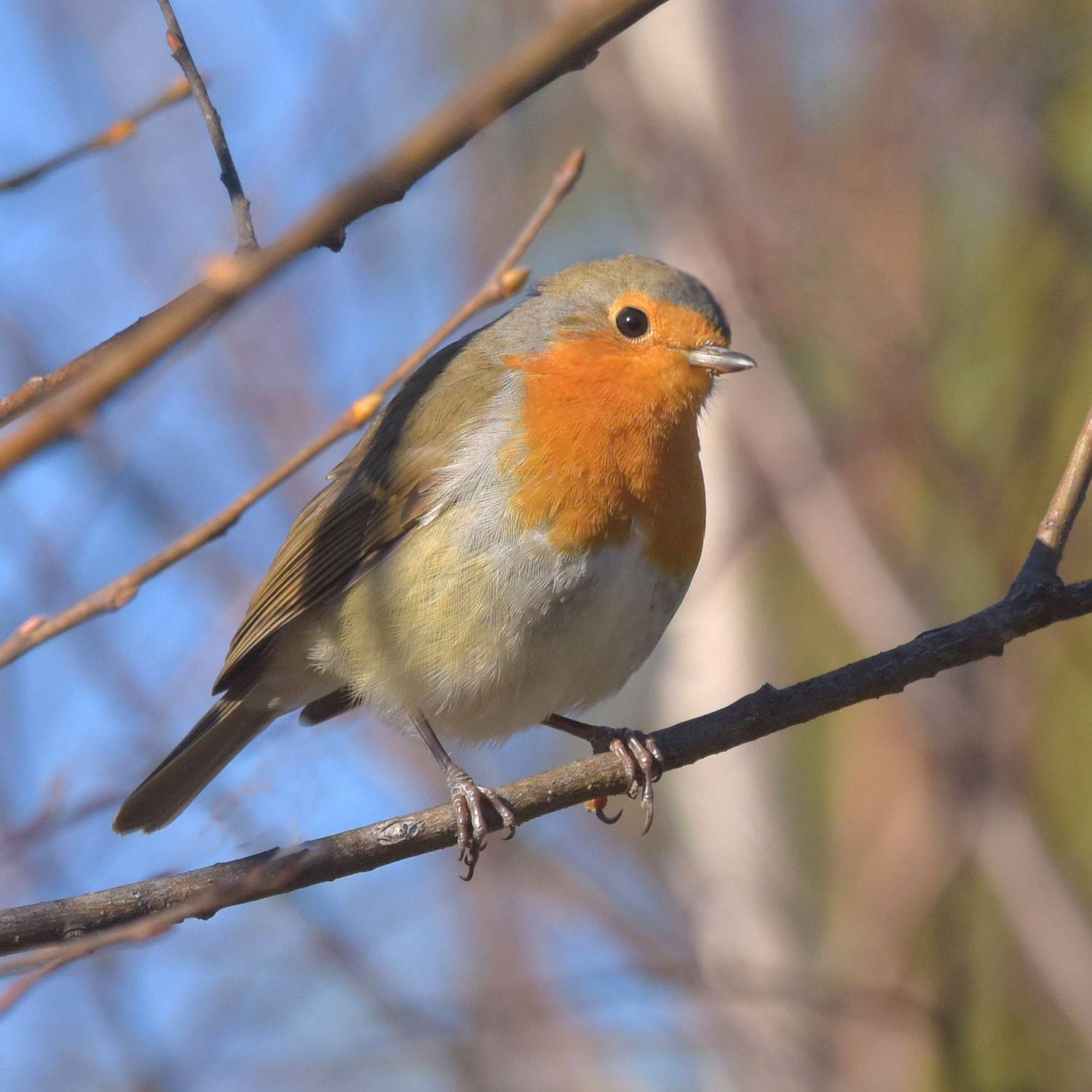 Знакомство. Автор: Белоусов Михаил зарянка, интерес,любопытство., Белоусов Михаил