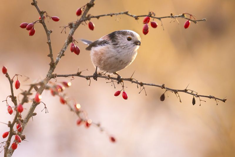 Long-tailed Tiphoto preview