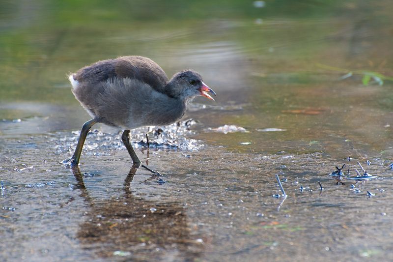 *Камышницы на прудуphoto preview