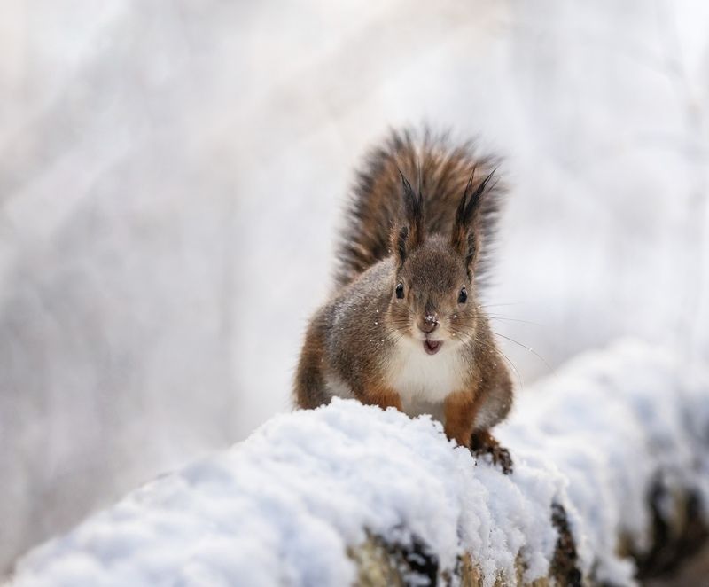 как орехи подорожалиphoto preview