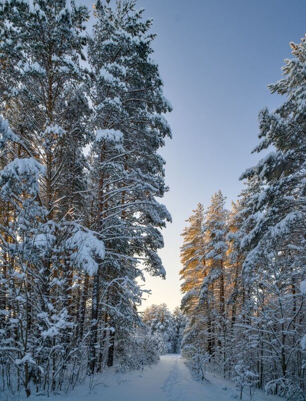 На лесной тропеphoto preview