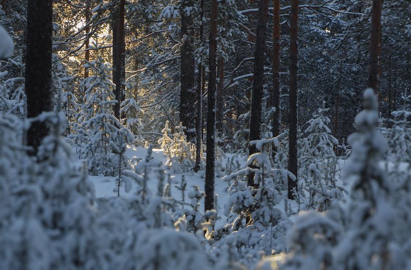 В Новогоднем лесуphoto preview
