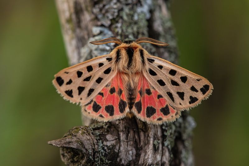 Медведица пятнистаяphoto preview