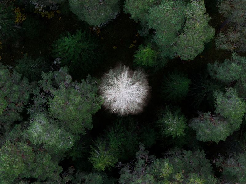 Валаам Валаамские фактурыphoto preview