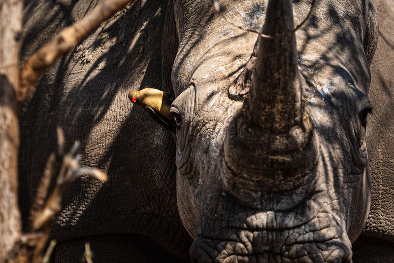 Пернатый спутник.photo preview