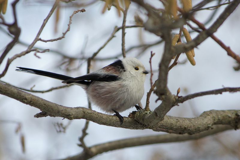 синица, длиннохвостая синица, ополовник, aegithalos caudatus Ополовник (Aegithalos caudatus)photo preview
