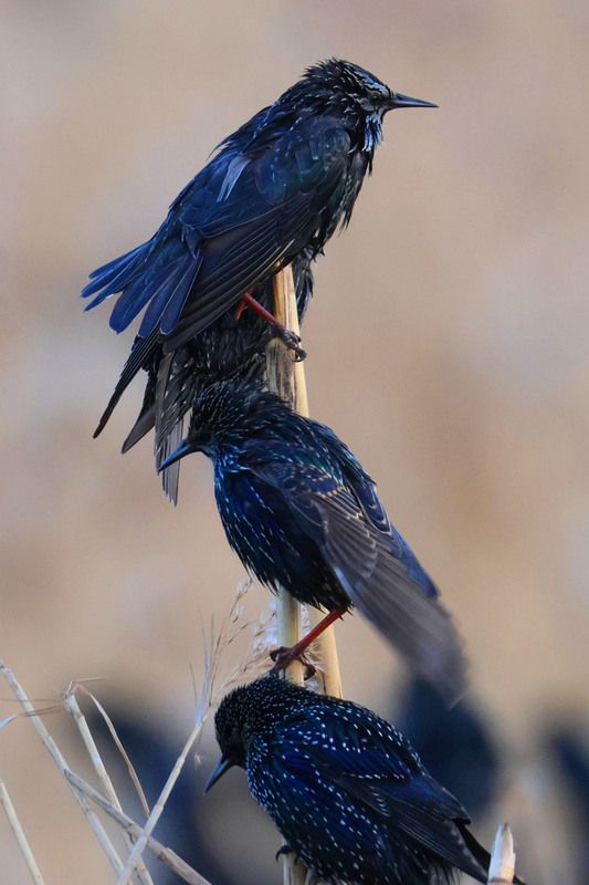скворцы,озеро ак гёл,махачкала,дагестан, Скворцы..photo preview