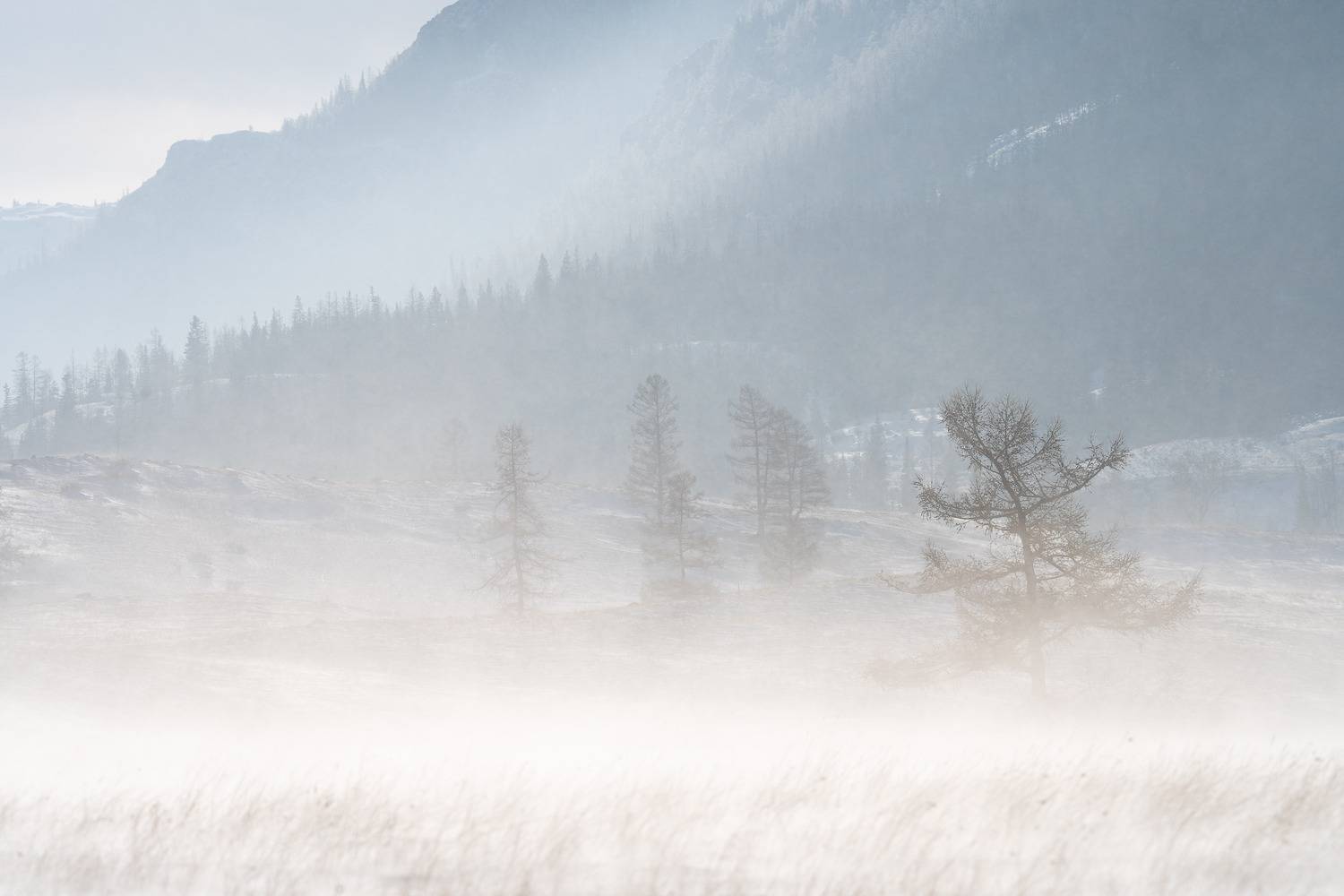 Поземок … Blizzard .... Автор: Важенин Евгений , Важенин Евгений