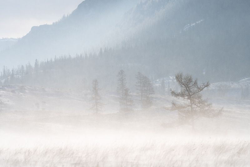 Поземок … Blizzard ...photo preview