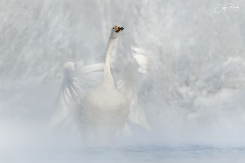 тебедь, лебедь-кликун, птицы, алтай, алтайский край, зима, туман, светлое Мечтатель фото превью
