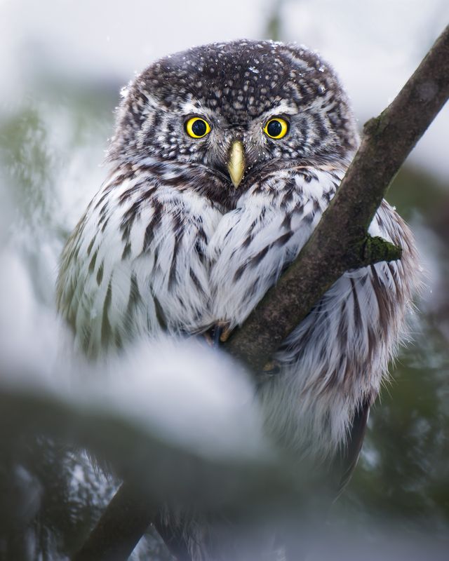 Воробьиный сыч (Glaucidium passerinum) photo preview