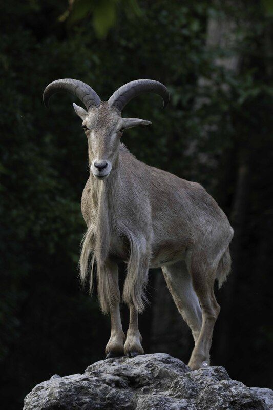 Barbary sheepphoto preview