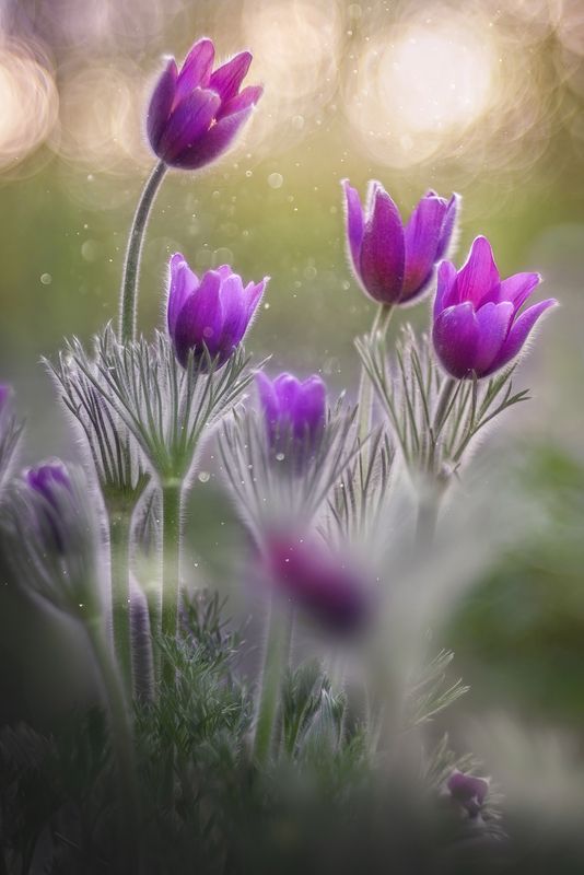 #сонтрава #прострел #весна #цветы *photo preview