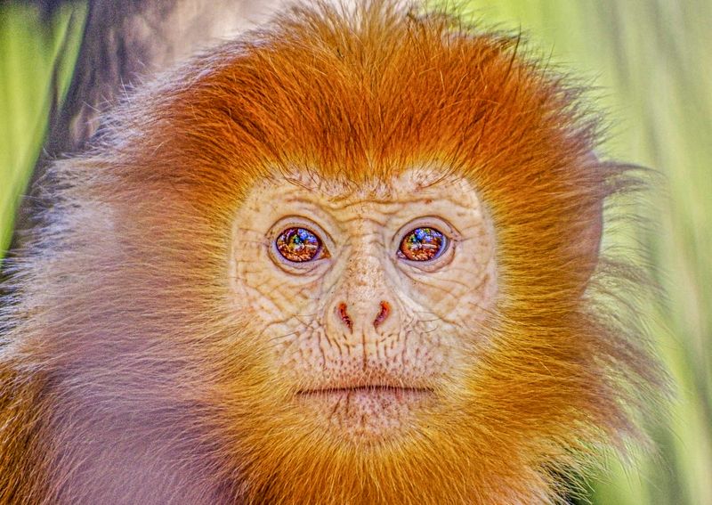 Приматы фото превью