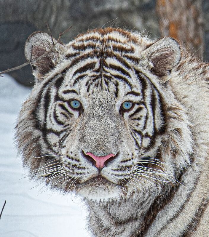 Бенгальский тигренок Кови фото превью