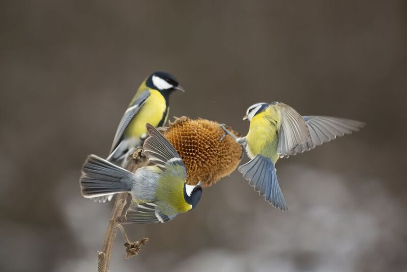 природа ***photo preview