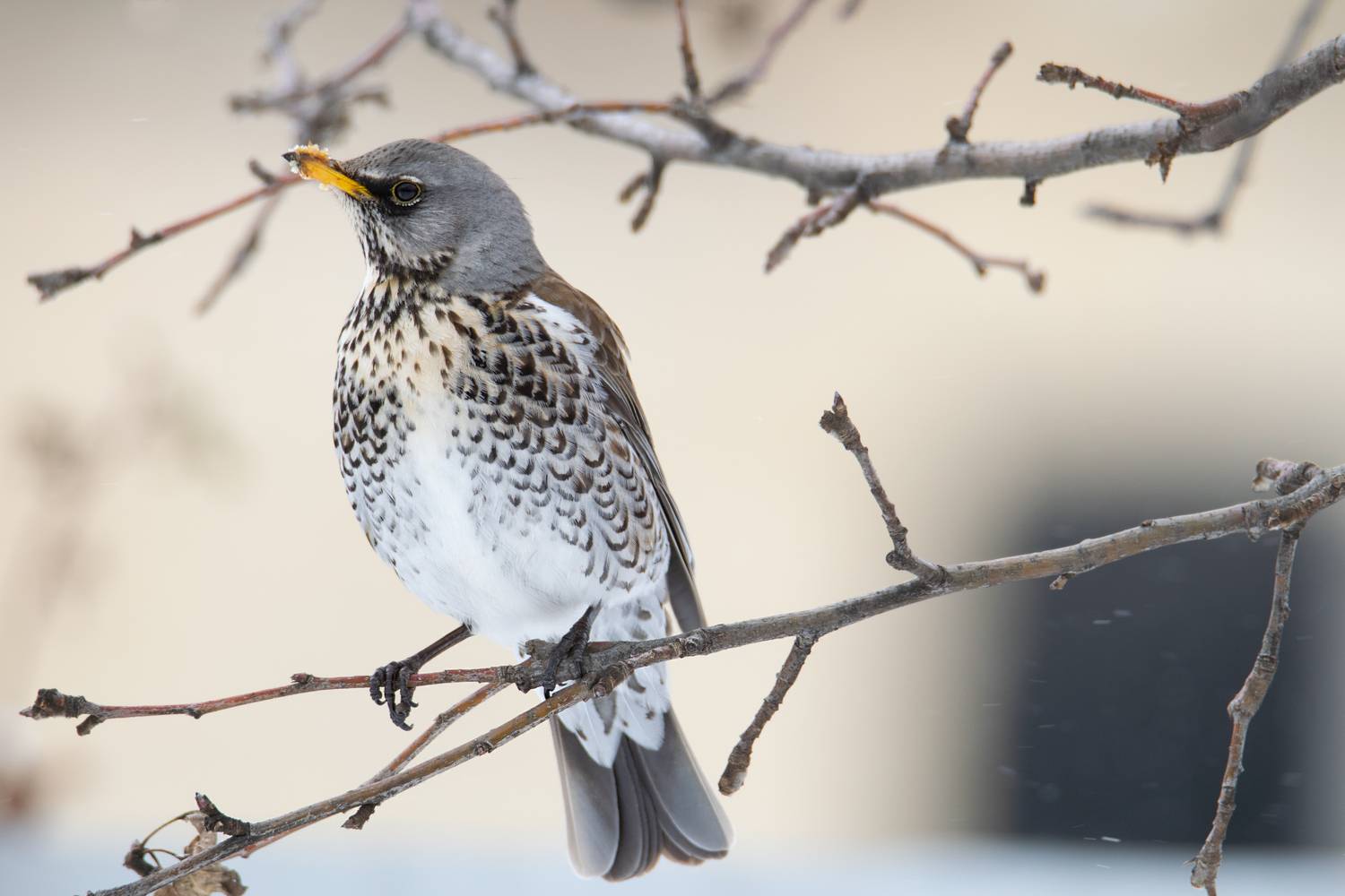 Дрозд-рябинник(лат. Turdus pilaris). Автор: Denis Vetrenko дрозд-рябинник,ставрополь, Denis Vetrenko