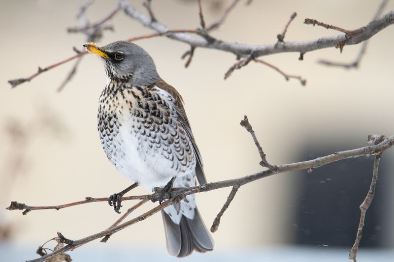 дрозд-рябинник,ставрополь Дрозд-рябинник(лат. Turdus pilaris)photo preview