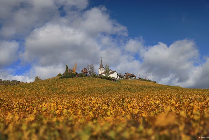 swiss Виноградная Осеньphoto preview