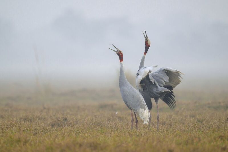 Индийский журавльphoto preview