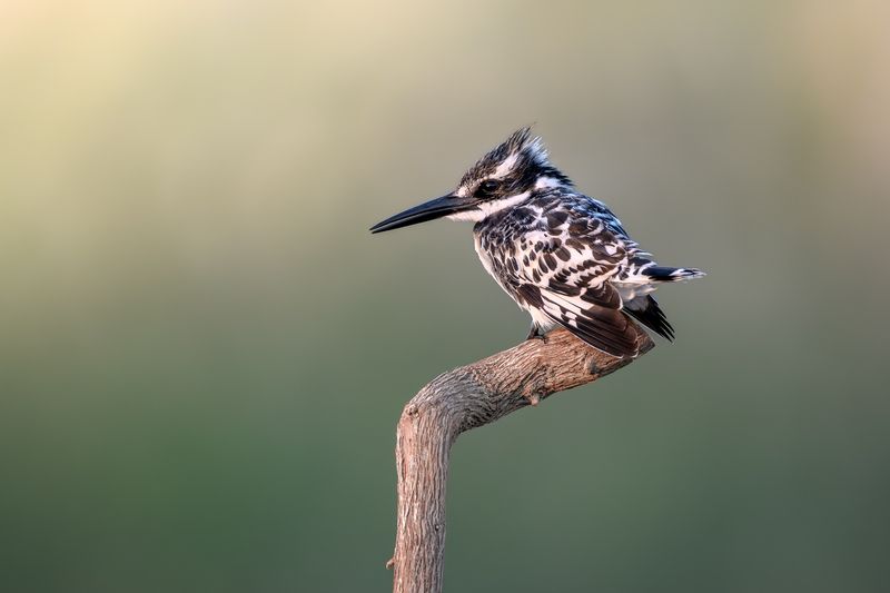 Пегий зимородокphoto preview