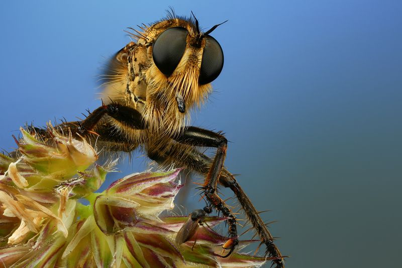 макро, природа, животное, растение, цвет, фото, синий, муха, трава Ктырьphoto preview