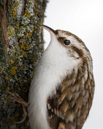 Пищуха обыкновенная (лат. Certhia familiaris)
