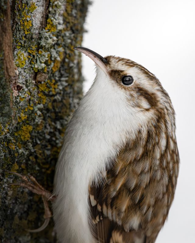 wildlife, birdwatching, nature, bird photography, птица, фотоохота, природа, пищуха Пищуха обыкновенная (лат. Certhia familiaris)photo preview