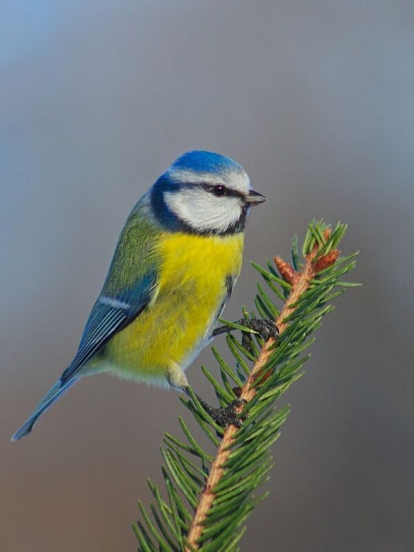 лазоревка, parus caeruleus, Лазоревкаphoto preview