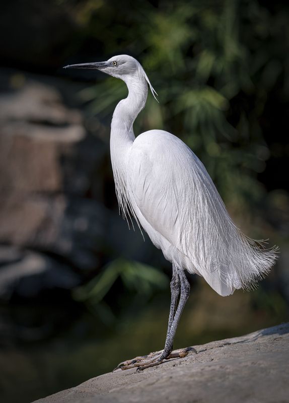 Малая белая цапля Дневной дозорphoto preview