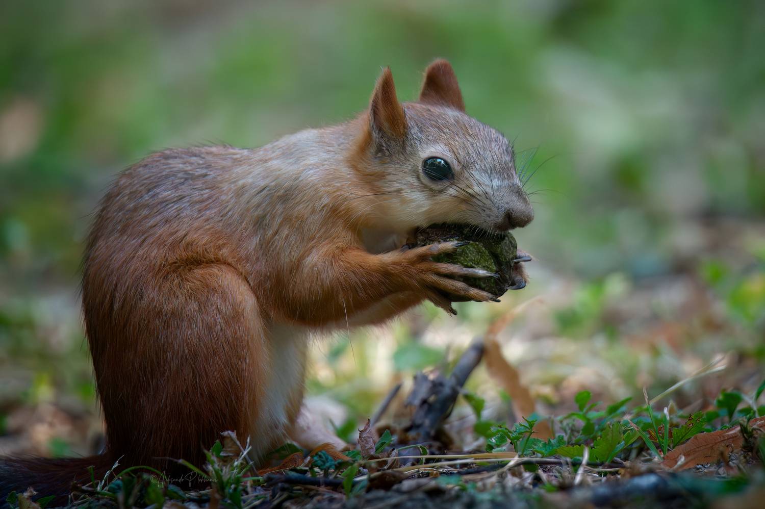 Ледниковый период. Автор: Плеханов Александр , Плеханов Александр